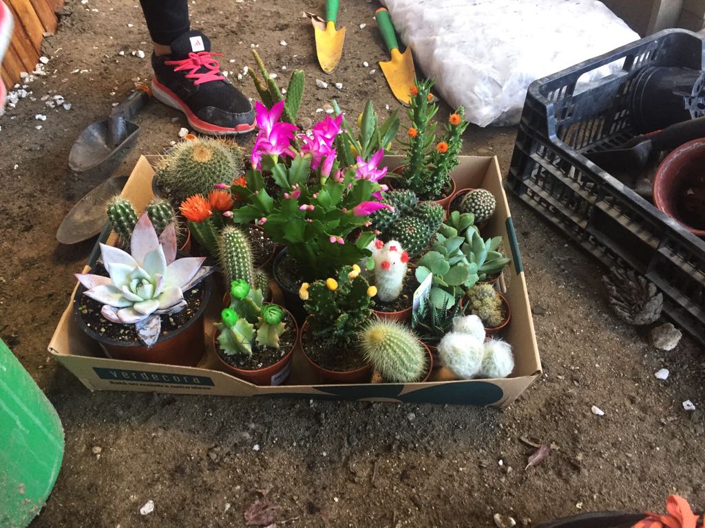 Recuperemos nuestro huerto Un jardín xerófilo, un jardín sostenible